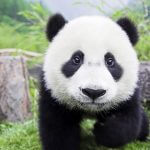 Giant Panda